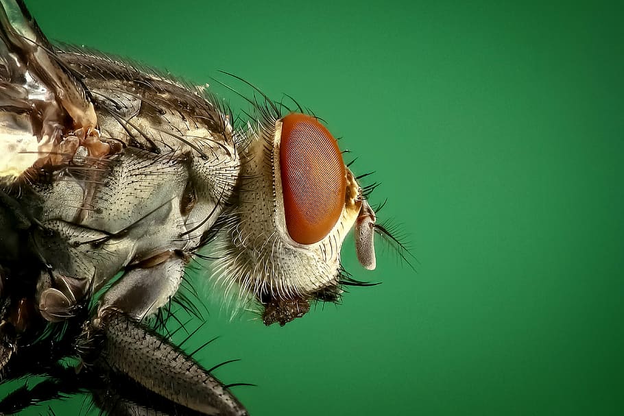 micro photography of brown common house fly, housefly, insect HD wallpaper