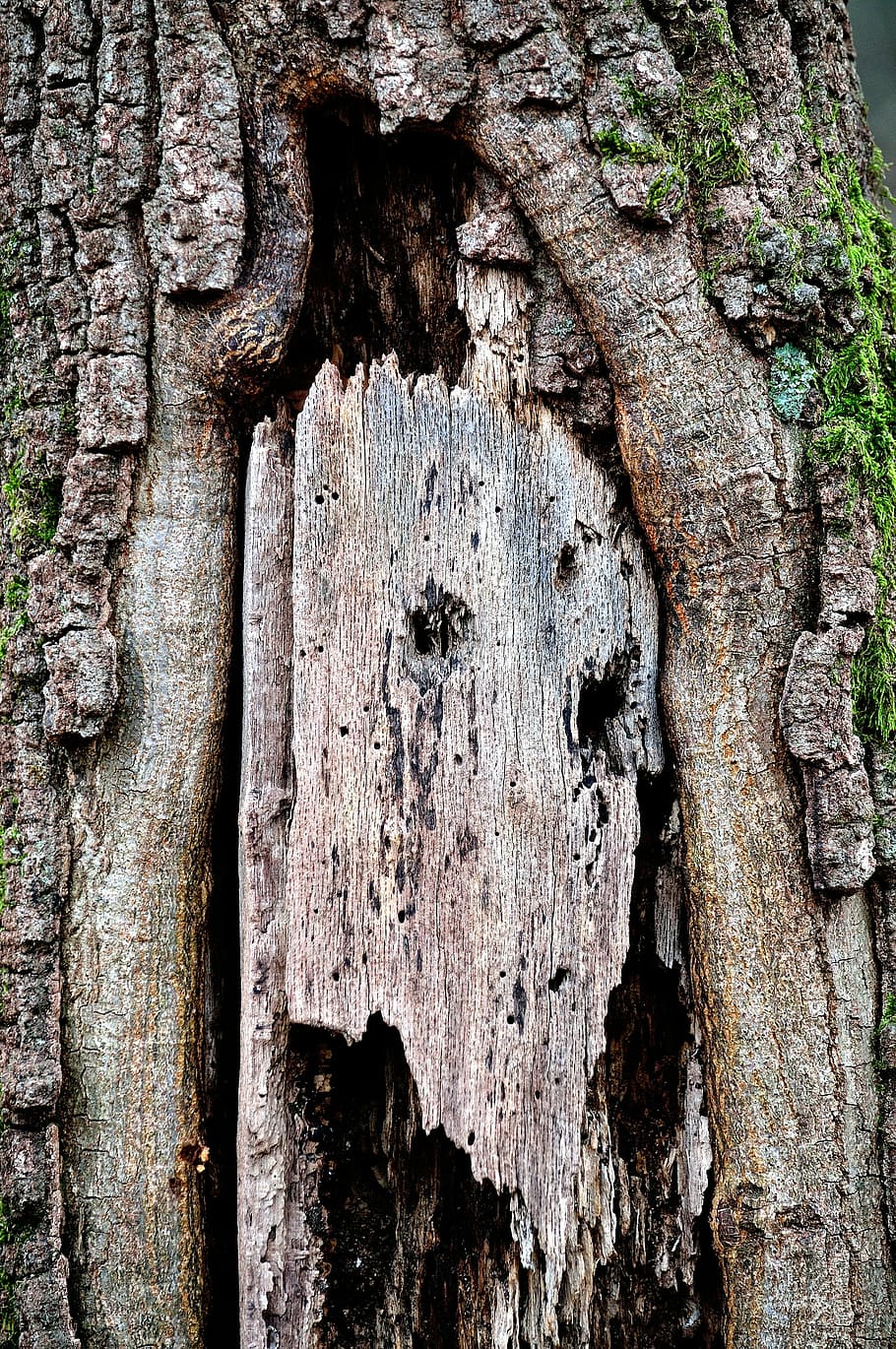 trunk, tree, bark, tree trunk, plant, nature, textured, close-up HD wallpaper