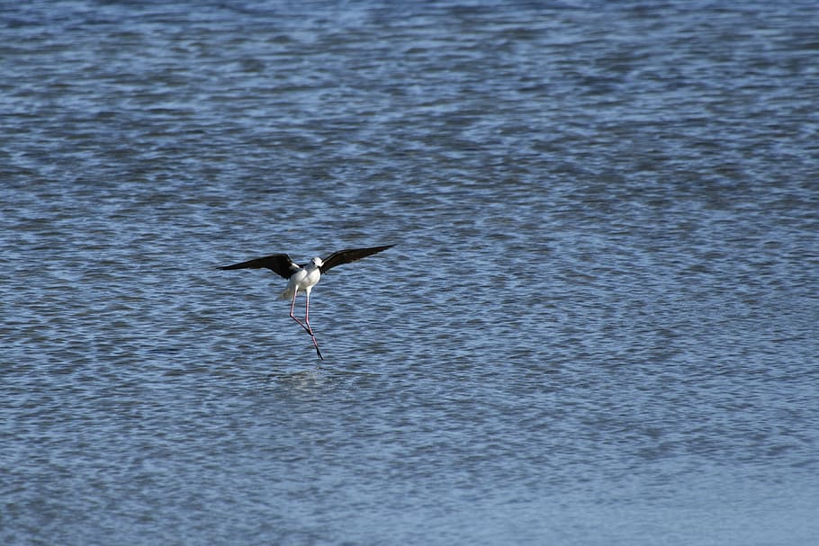 black-winged stilt, wader, bird, marsh, water, animals in the wild HD wallpaper