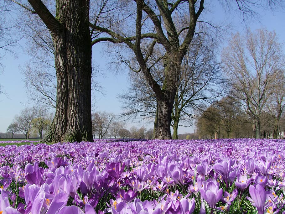 purple flower field, crocus, spring, park, düsseldorf, flowers HD wallpaper
