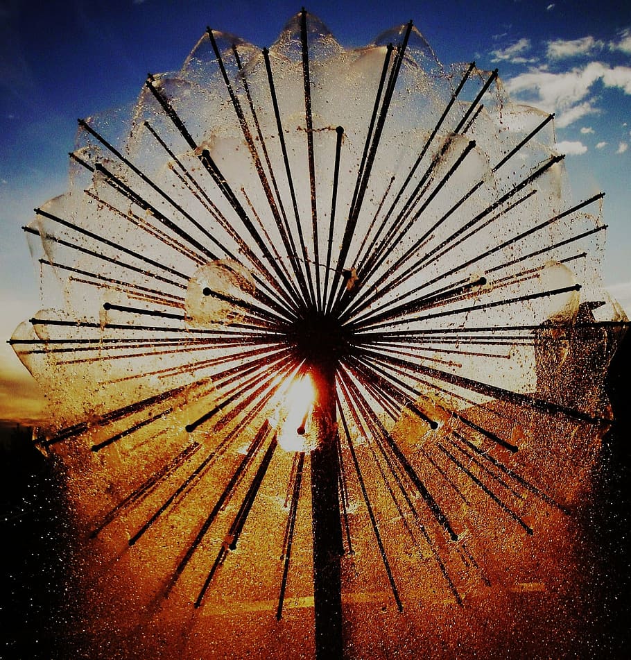 macro shot photography of silhouette of dandelion, sunset, nature HD wallpaper