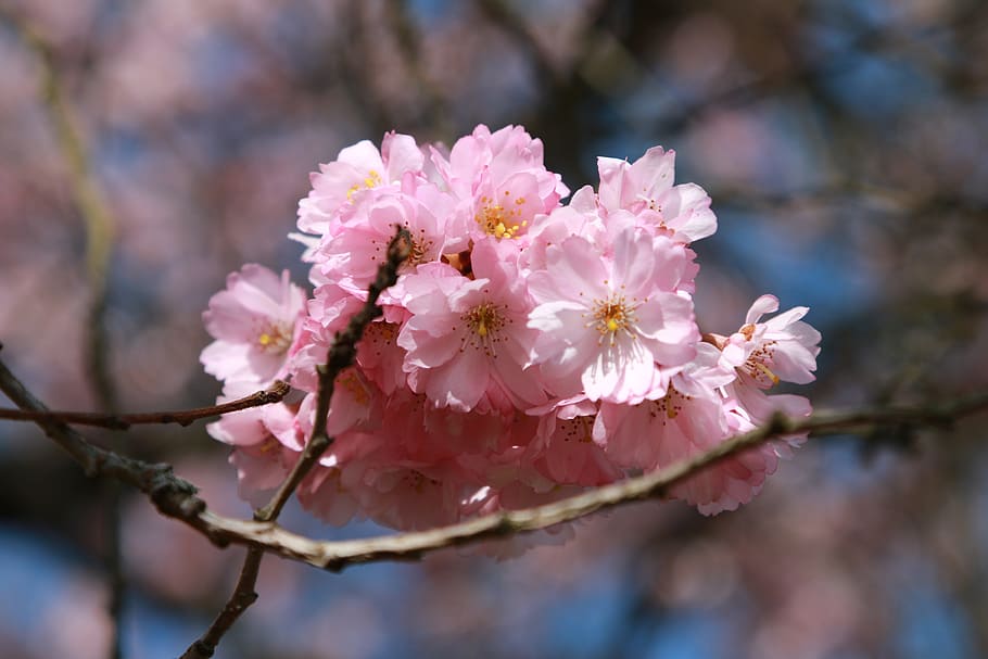 cherry, blossom, bloom, macro, cherry blossom, flower, flowering plant HD wallpaper