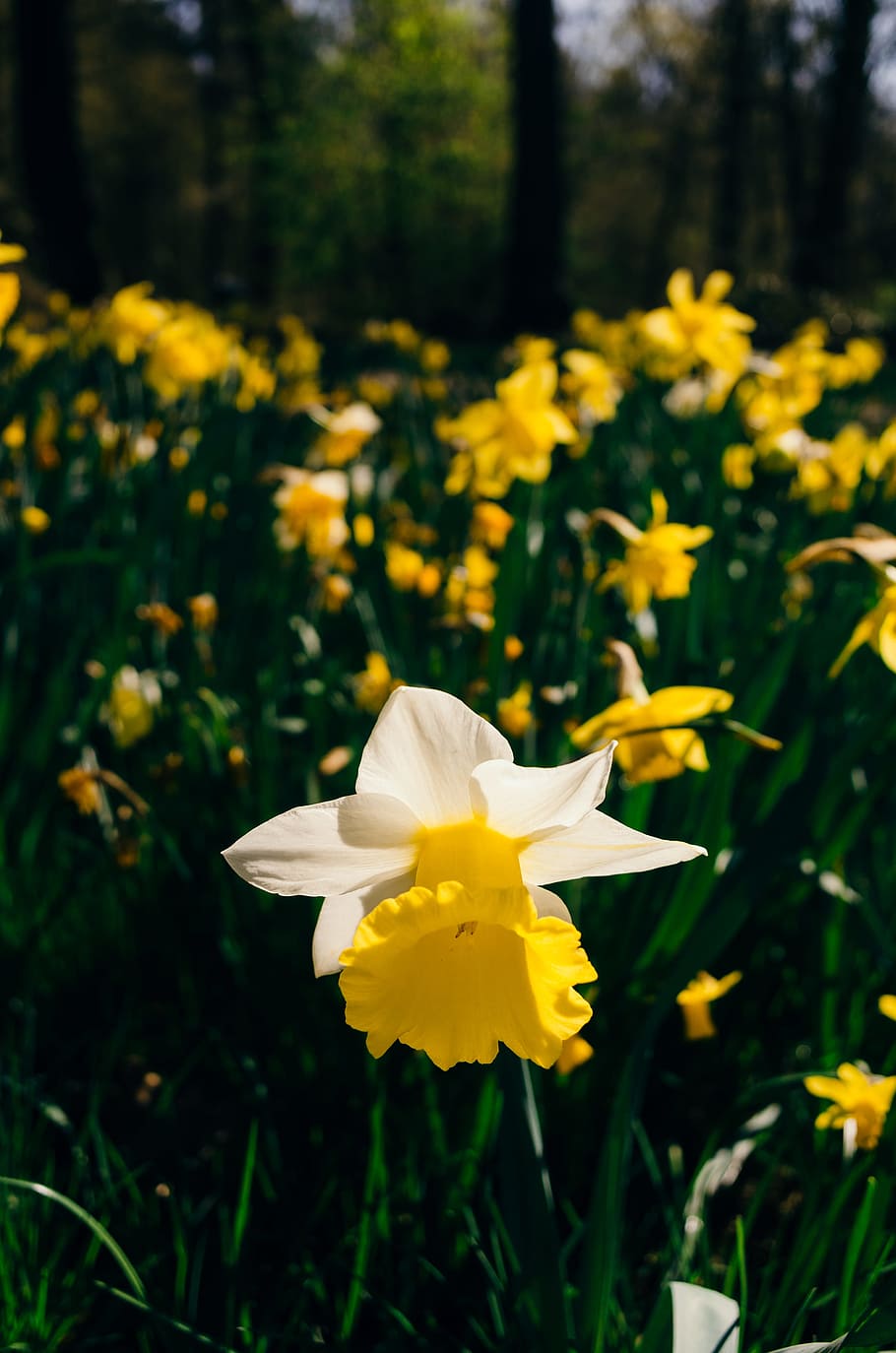 Daffodil, nature, flower, yellow, plant, springtime, outdoors HD wallpaper
