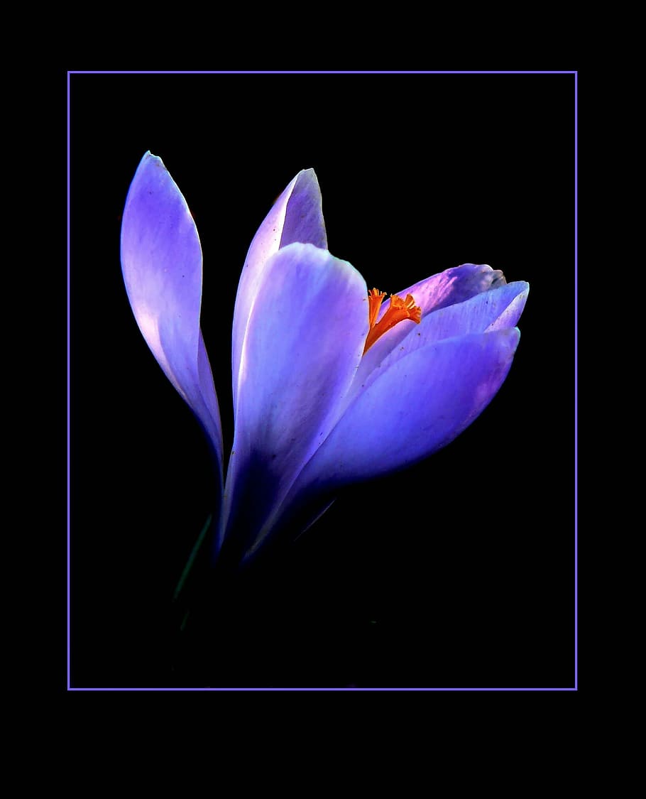 photography of purple flower, crocus, blossom, bloom, close HD wallpaper