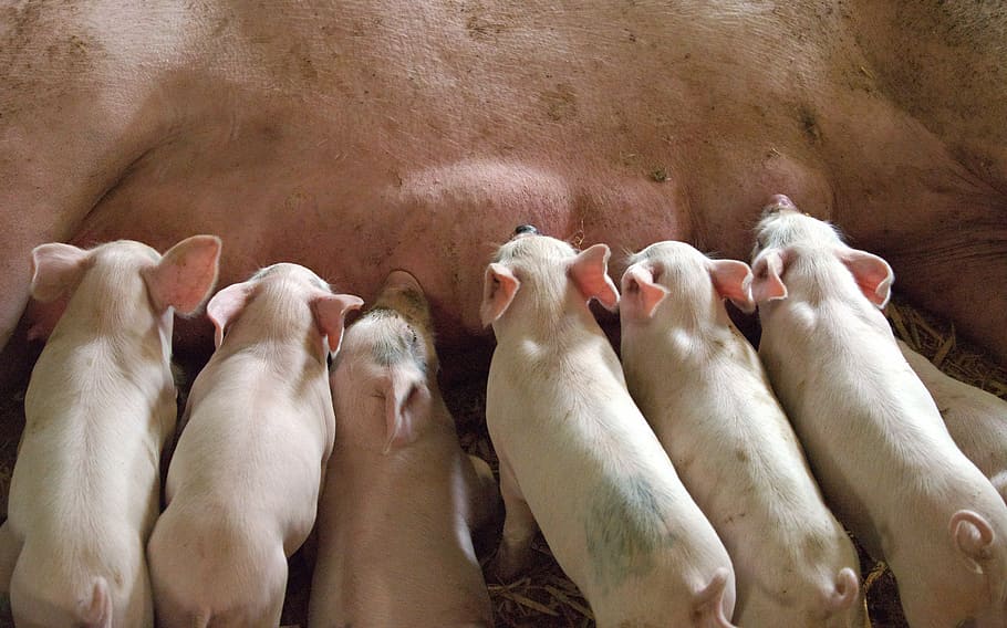 HD wallpaper: pig feeding her piglets, suckling, mother, milk, litter,  young | Wallpaper Flare