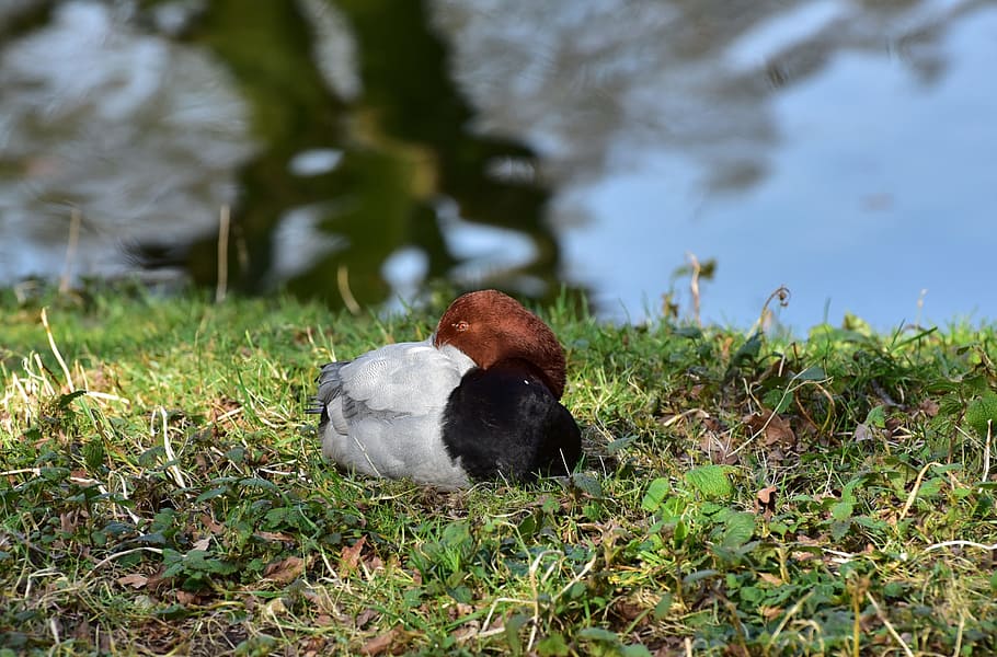 Duck, Feather, Bill, Bird, Animal, water bird, animal world HD wallpaper