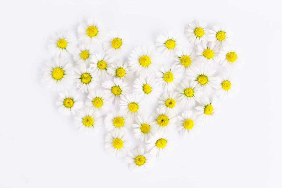 white-and-yellow daisies forming heart, daisy, daisy heart, love, HD wallpaper