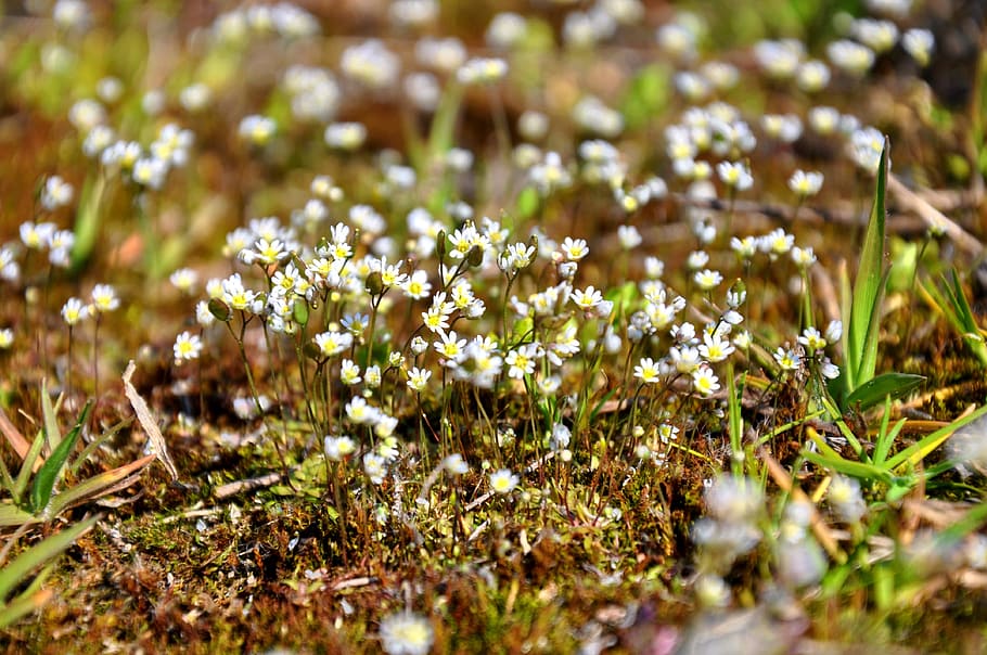 Moss, Flower, Nature, plant, growth, green color, no people HD wallpaper