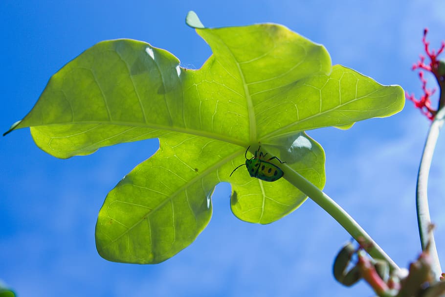 bug, nature, insect, wildlife, leaf, plant part, green color HD wallpaper