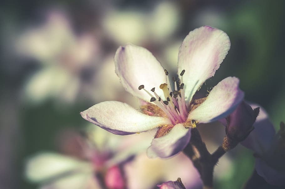 Flower, Close, White, Blossom, Bloom, macro, spring, summer HD wallpaper
