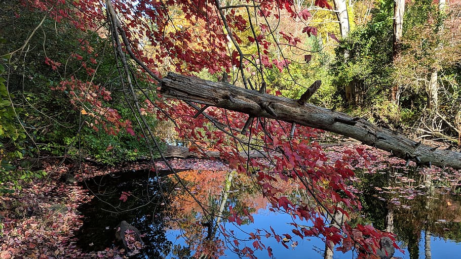 autumn, pond, reflection, water, leaves, lake, october, yellow HD wallpaper