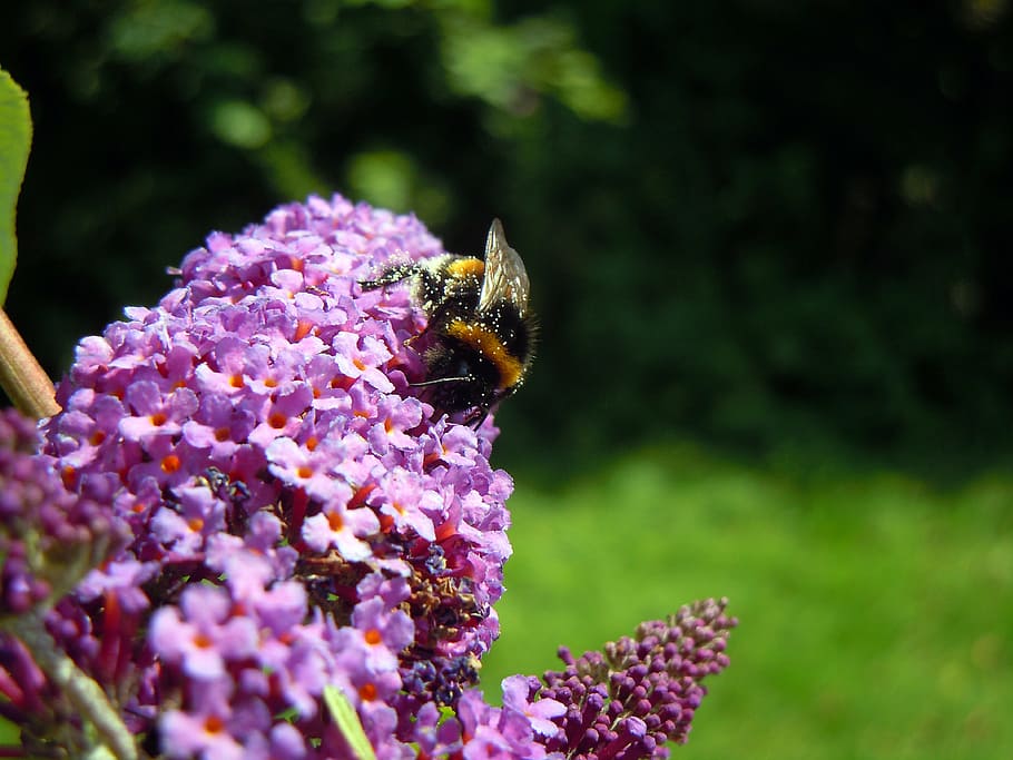 hummel, lilac, insect, flower, flowering plant, animal themes HD wallpaper