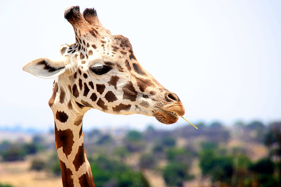 giraffe eating during daytime, close up photo of giraffe head during daytime, HD wallpaper