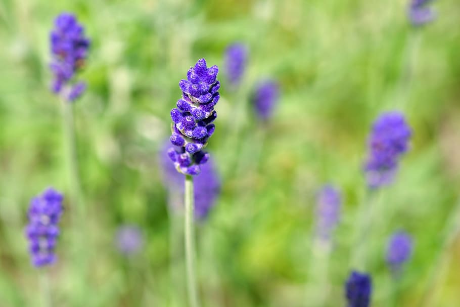 lavender, strand, flower, fragrant, blue, violet, plant, macro HD wallpaper