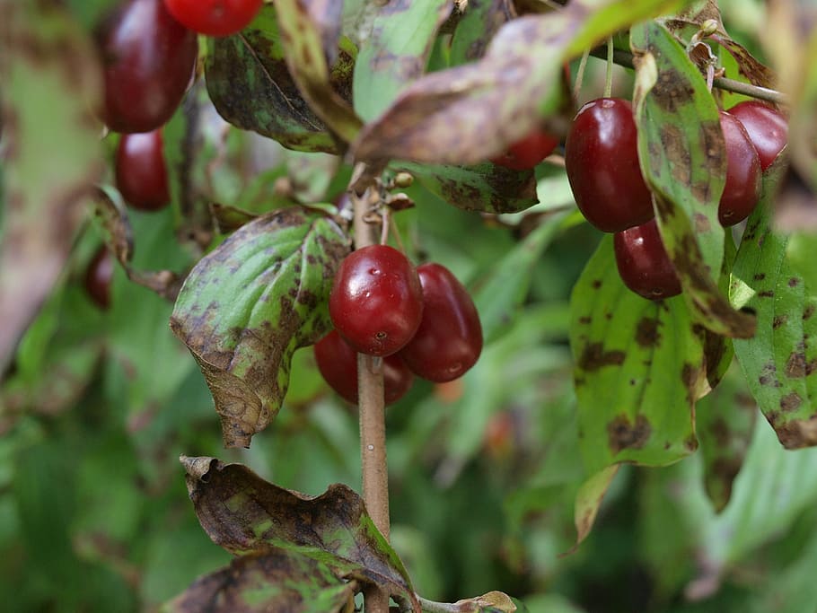 fruit, cornel, cornus mas, cherry, food and drink, healthy eating HD wallpaper