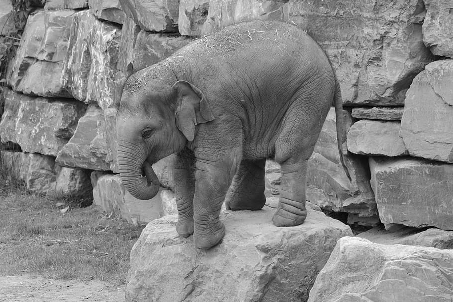 elephant on stone, trunk, animal, mammal, nature, baby elephant, HD wallpaper