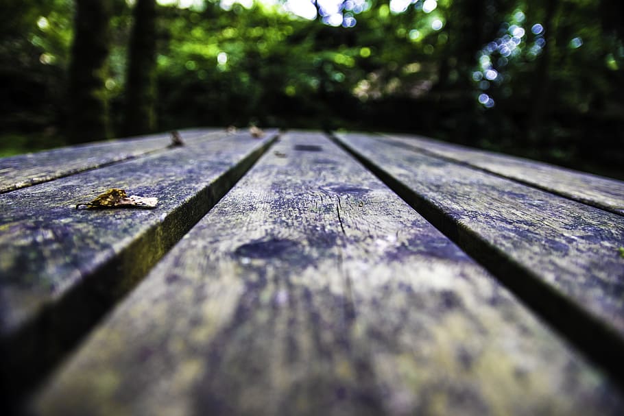 Bench, Table, Wet, Wood, Close, Forest, selective focus, tree HD wallpaper