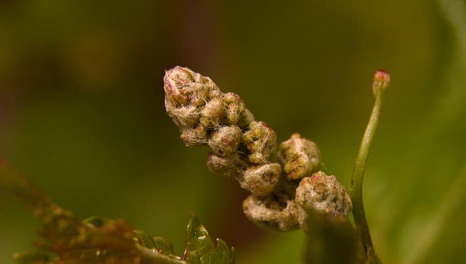 wine bud, may, plant, flower, beauty in nature, flowering plant HD wallpaper