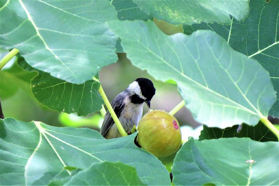 bird, chickadee, eating fig, tree, wildlife, plant part, leaf HD wallpaper