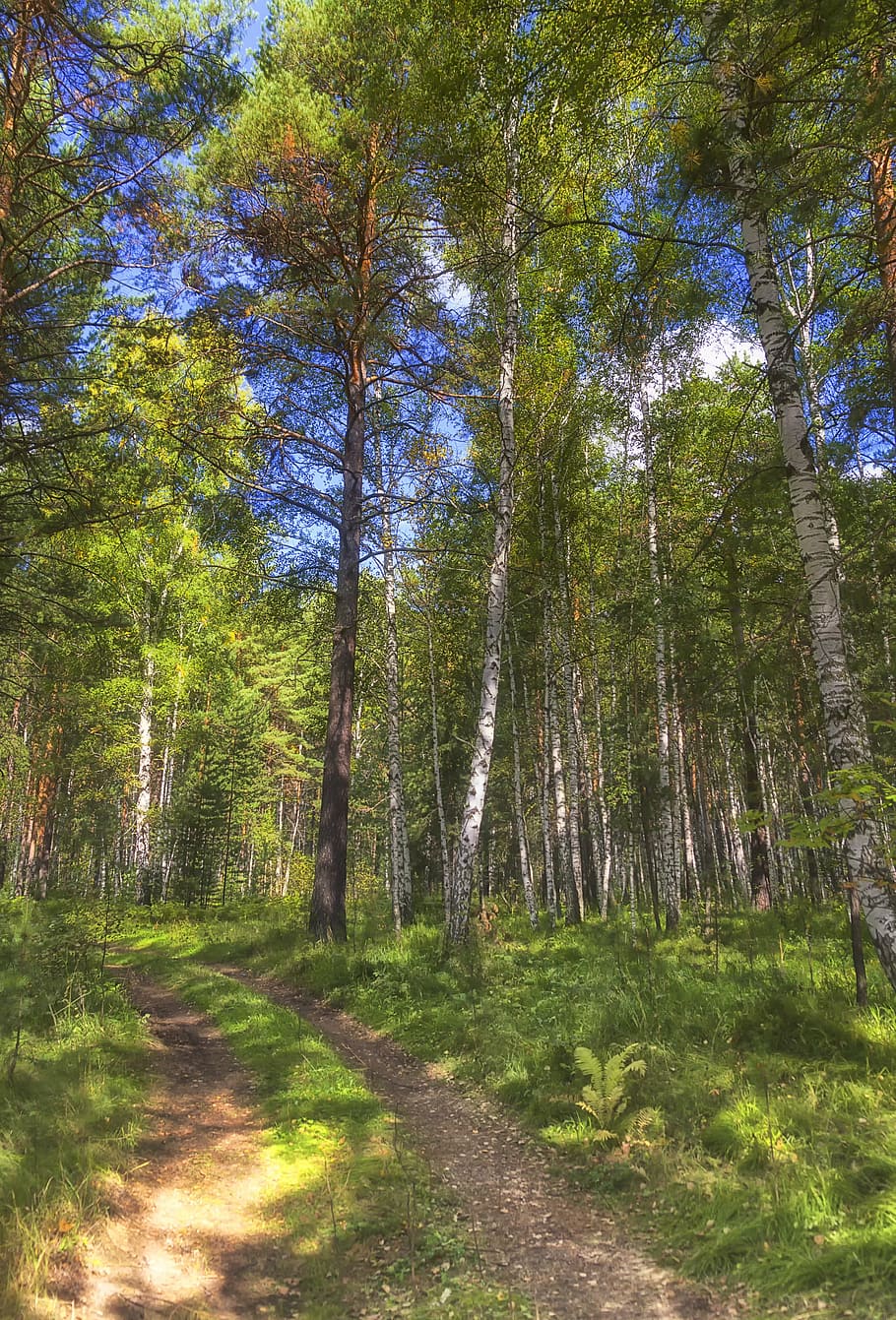 summer, forest, road, nature, grass, tree, sunny day, wild wood HD wallpaper