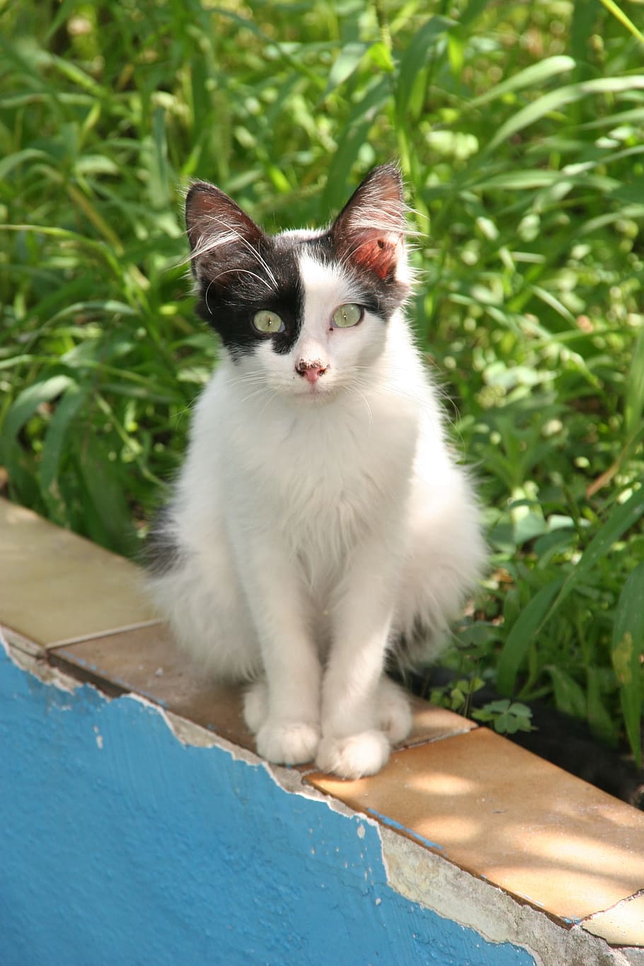 zizzillo, cat, animal, one animal, animal themes, mammal, domestic animals HD wallpaper