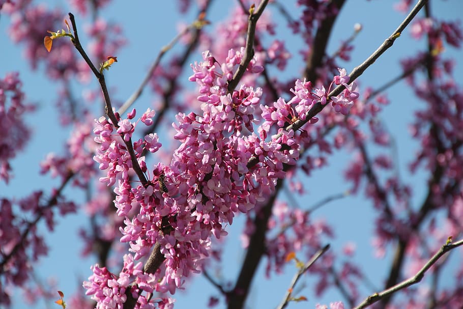 tree, redbud, pink, spring, nature, flowers, purple, branch, HD wallpaper