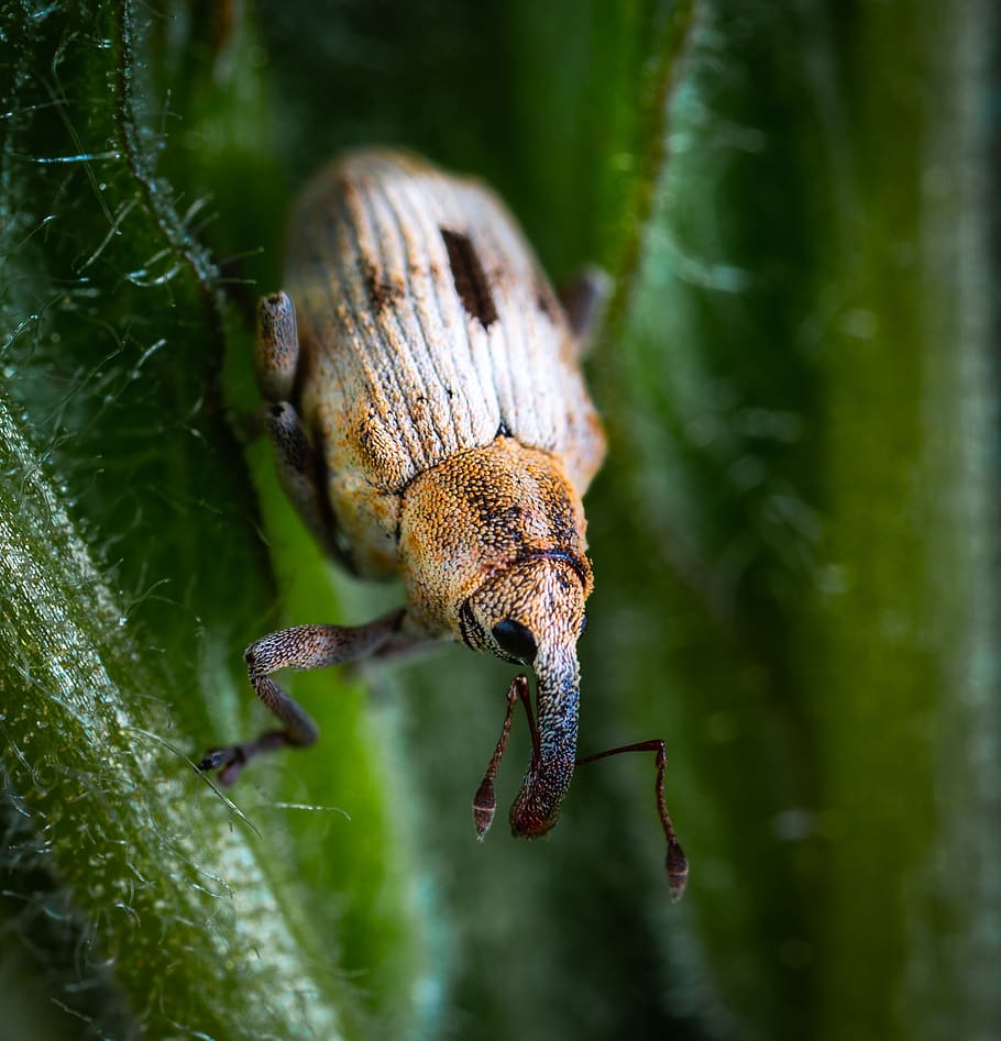 beetle, insect, coleoptera, weevil, macro, animal, animals in the wild HD wallpaper