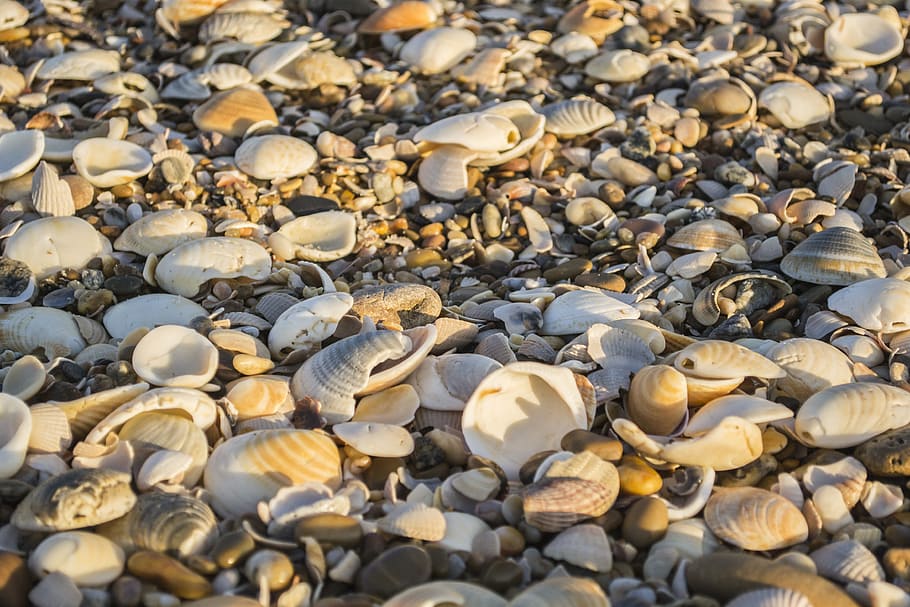 Shells, Beach, Sand, Beira Mar, stone, blue sea, sea shell HD wallpaper
