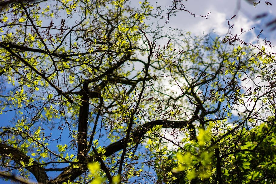 Trees, Heaven, Spring, Parking, sky, garden, green tree, branch HD wallpaper
