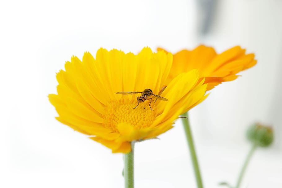 insect, blossom, bloom, marigold, flower, close, nature, yellow HD wallpaper