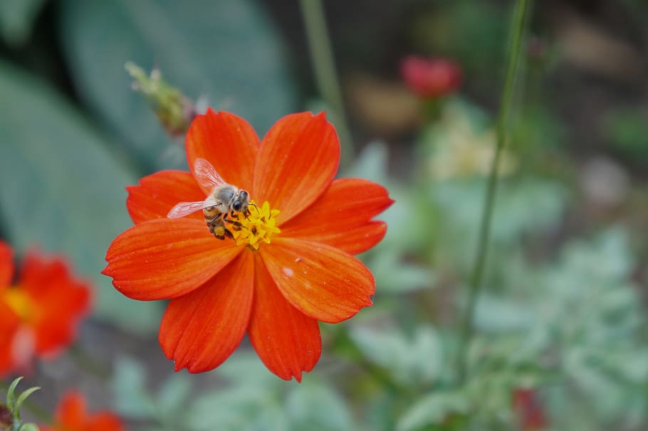 Flowers, Pollination, Bees, Insect, pollen, plant, petals, orange HD wallpaper