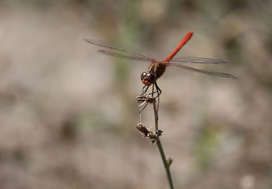 dragonfly, red, wings, insecta, animals in the wild, animal wildlife HD wallpaper