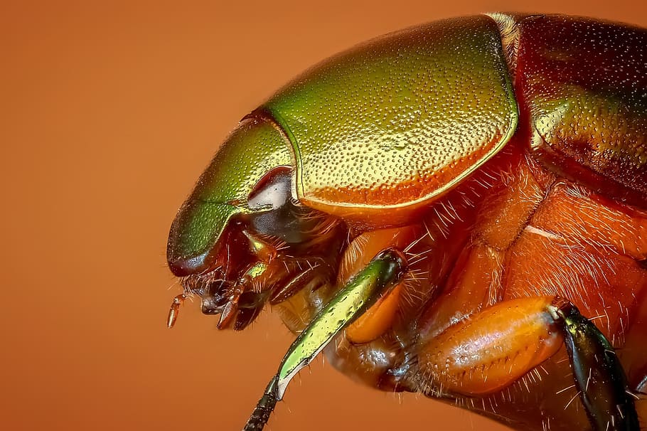 green and orange insect, beetle, tropical beetles, macro, bug HD wallpaper