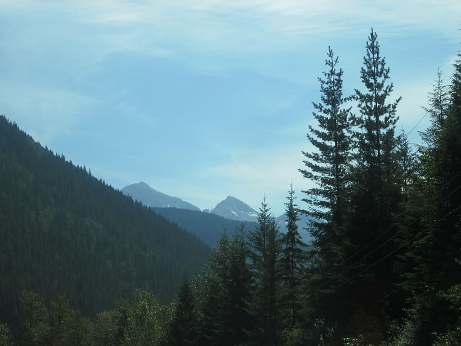 holiday, canada, mountains, foresttrees, landscape, just, plant HD wallpaper