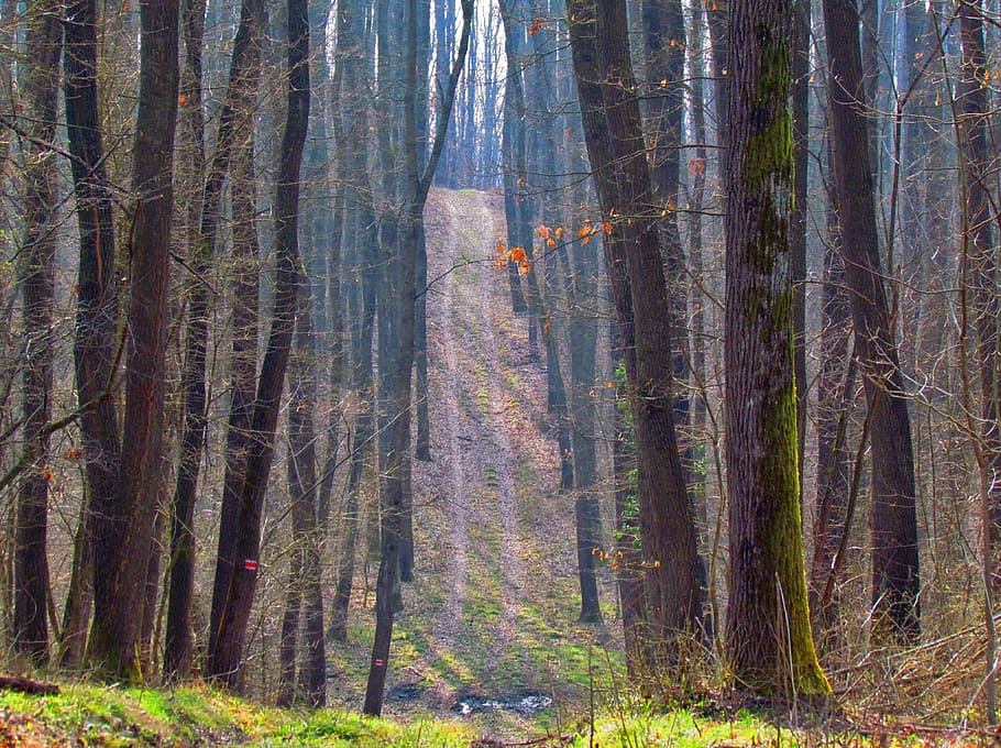 spring, forest, tour, road, footpath, nature, green, deciduous HD wallpaper
