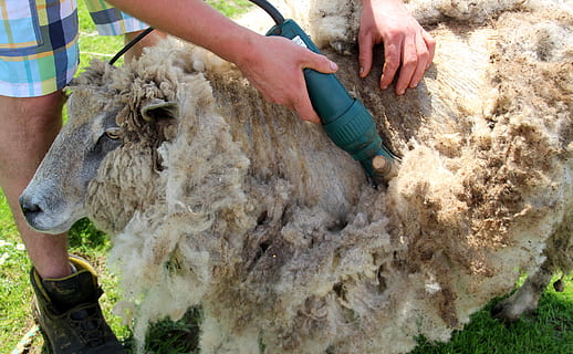 HD wallpaper: person removing sheep's hair, shearing, shearing sheep, wool  | Wallpaper Flare