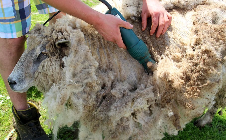 person removing sheep's hair, shearing, shearing sheep, wool