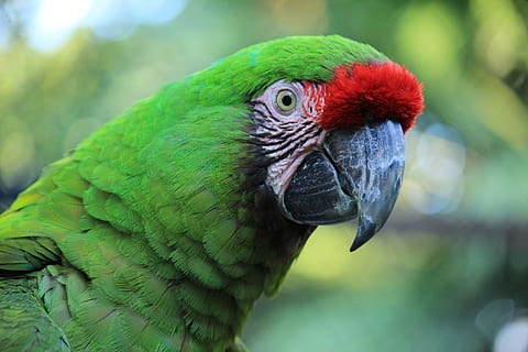 parrot, macaw, red, amazon, ave, bird, tropical bird, animal HD wallpaper
