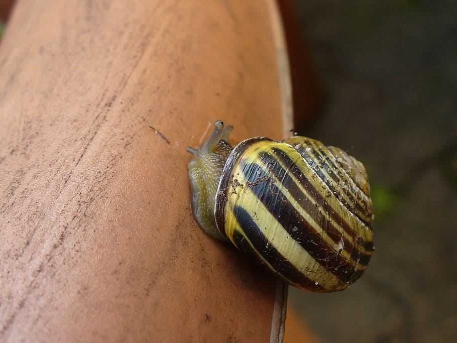 snail, shell, close, snail shell, escargots, mollusk, slowly HD wallpaper
