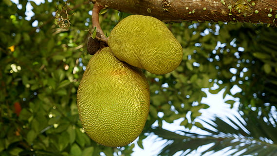 jackfruit, tree, food, plant, no people, focus on foreground HD wallpaper