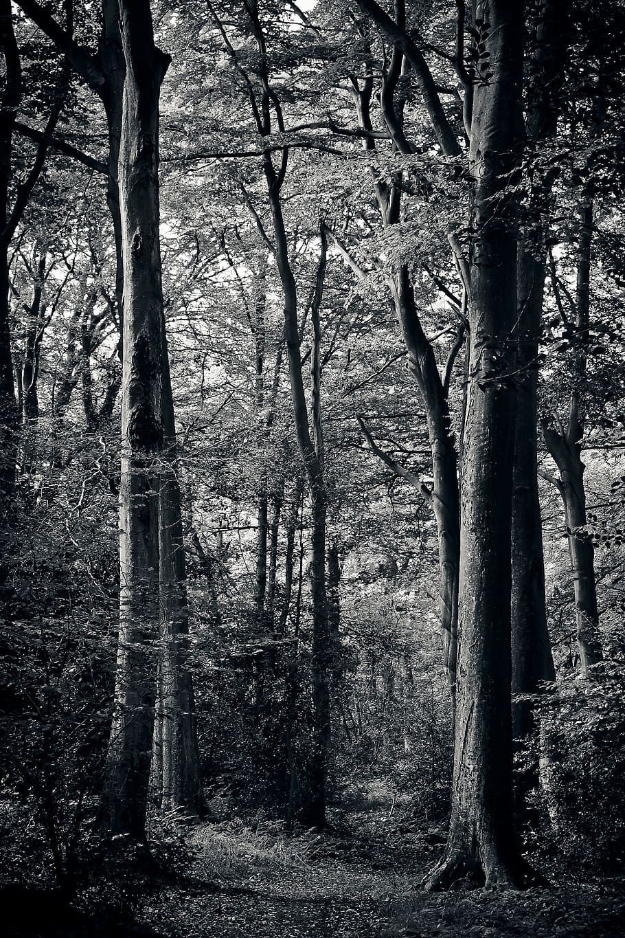 forest, trees, nature, landscape, strains, structure, branch branches HD wallpaper