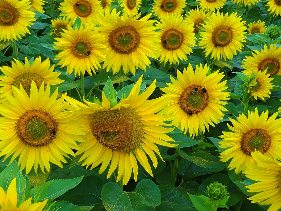 sun flower, summer, bees, hummel, sunflower field, pollination HD wallpaper