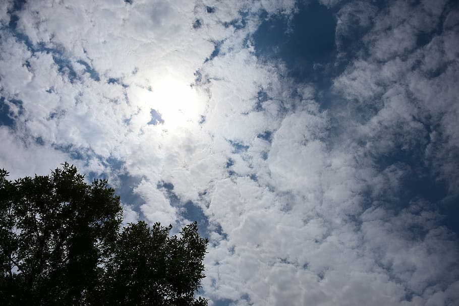 sky, clouds, sun, tree, plant, leaves, blue, white, light, cloudy HD wallpaper