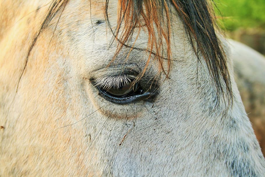horse, white, head, face, eye, close-up, one animal, animal themes HD wallpaper