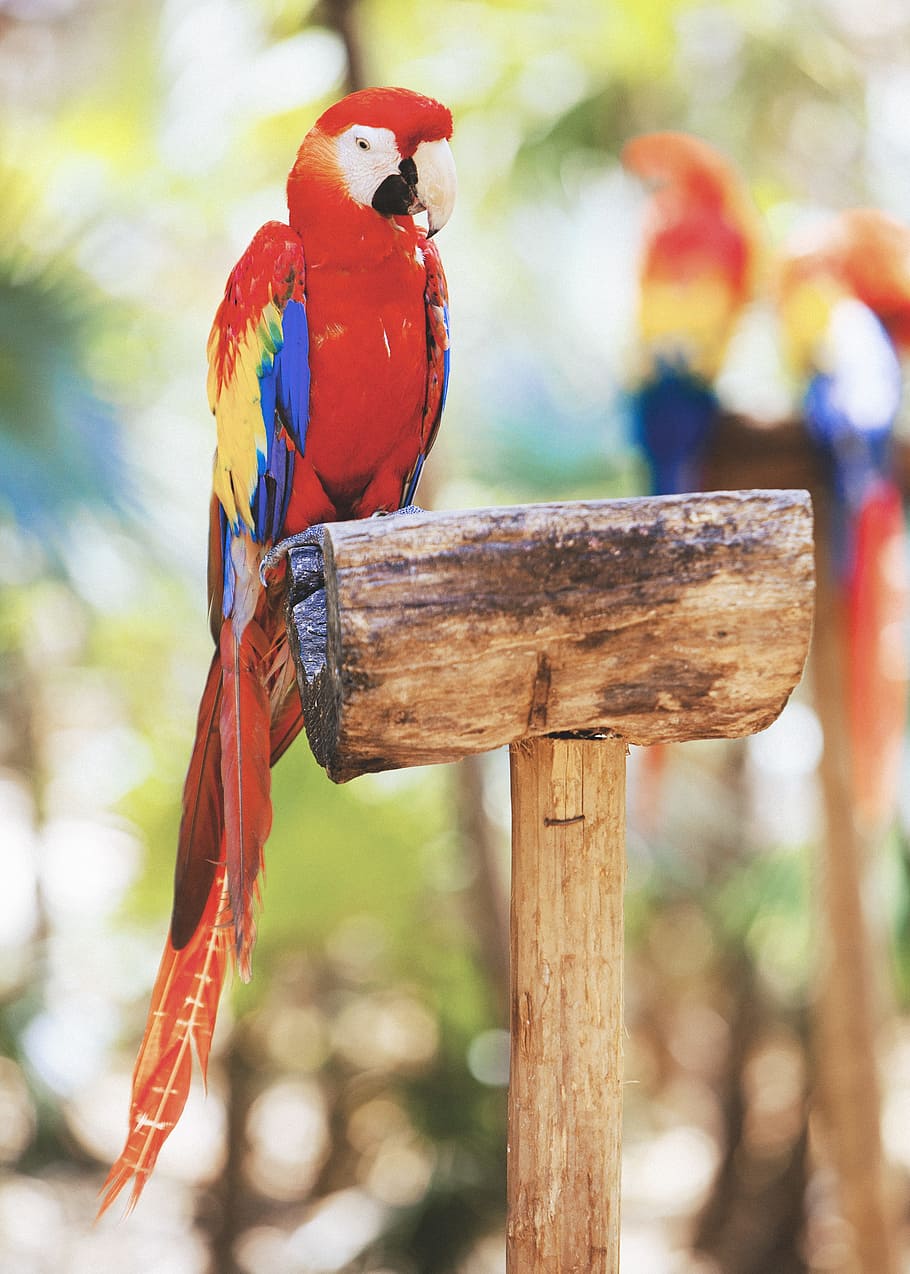 scarlet macaw, tilt shift lens photography of scarlet macaw bird during daytime HD wallpaper