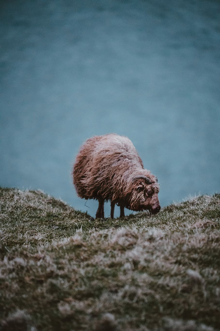 brown and white sheep standing on green grass field during daytime, brown 4-legged animal HD wallpaper