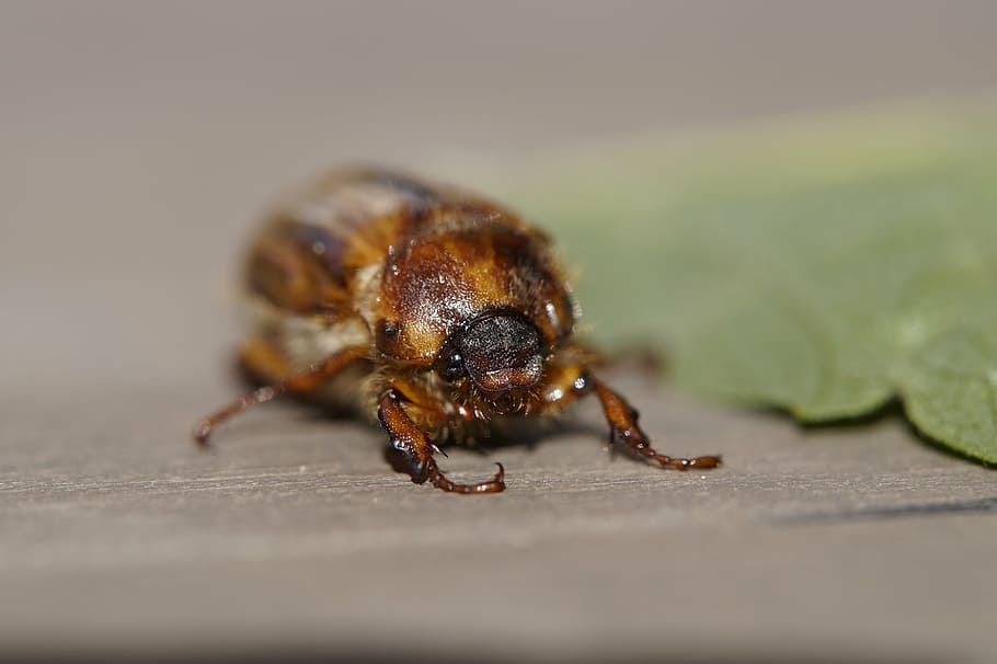 chafer, crawl, june, summer, animal, insect, beetle, face, head HD wallpaper