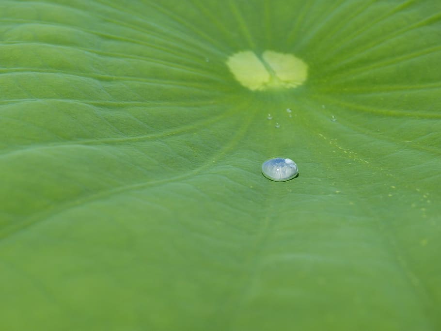 Lotus Effect, Drip, Water, Structure, raindrop, transparent HD wallpaper