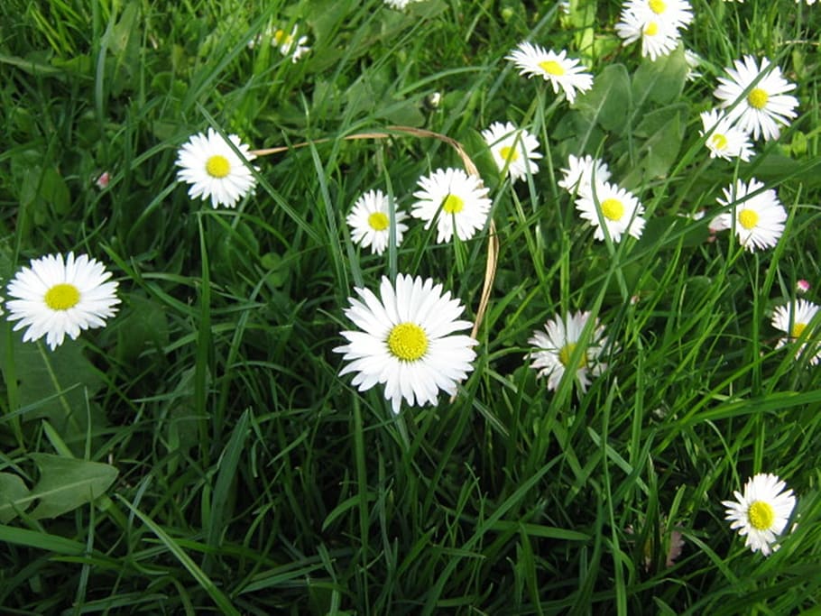 meadow, flower, daisy, spring, plant, flowering plant, freshness HD wallpaper