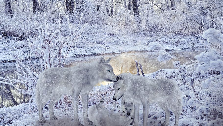 two gray snow wolves, Winter, Wolfs, Animals, Nature, winter scenery, HD wallpaper